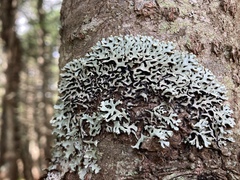 Hypogymnia incurvoides