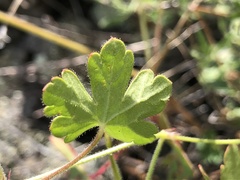 Geranium lentum