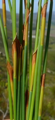 Elegia juncea