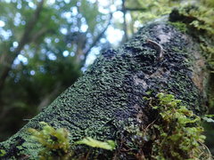 Psoromaria versicolor