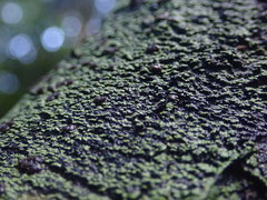 Psoromaria versicolor