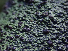 Psoromaria versicolor