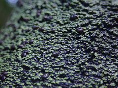 Psoromaria versicolor