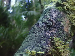 Psoromaria versicolor