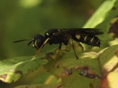 Cerceris clypeata