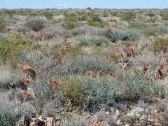 Aloe claviflora