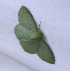 Eucyclodes metaspila