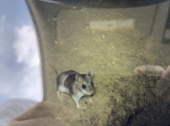 Onychomys leucogaster