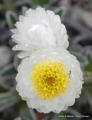 Helichrysum chionosphaerum