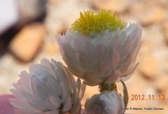 Helichrysum chionosphaerum