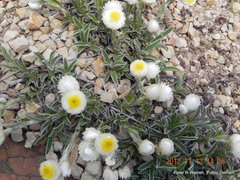Helichrysum chionosphaerum