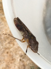 Homalodisca vitripennis