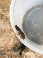 Homalodisca vitripennis