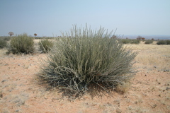 Euphorbia dregeana image