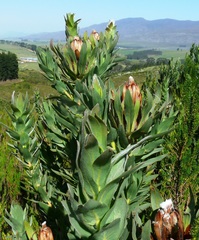 Protea coronata