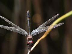 Dythemis velox