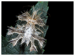 Pephricus