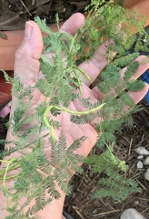 Desmanthus leptolobus