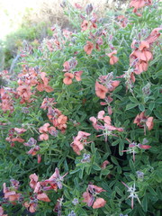 Indigofera porrecta