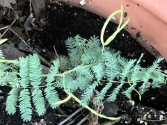 Desmanthus leptolobus