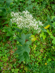 Eupatorium godfreyanum