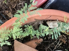 Desmanthus leptolobus