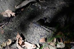 Atrocalopteryx atrata