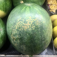 Watermelon mosaic virus