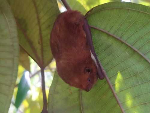Southern red bat
