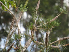 Zonotrichia capensis