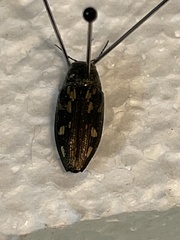 Buprestis maculipennis