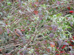 Conirostrum rufum