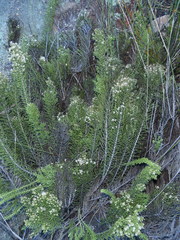 Dolichothrix ericoides