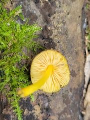 Pluteus vellingae