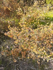 Pultenaea gunnii