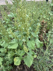 Cyclachaena xanthiifolia