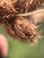 Bolboschoenus robustus