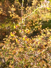 Pultenaea gunnii