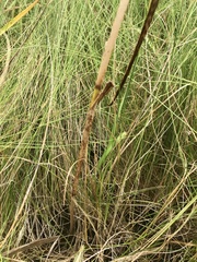 Bolboschoenus robustus