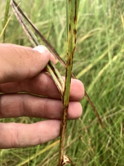 Bolboschoenus robustus