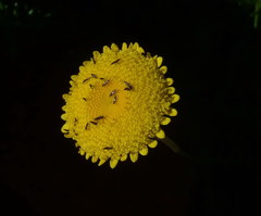 Cotula discolor