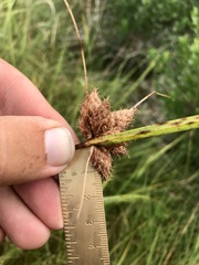 Bolboschoenus robustus