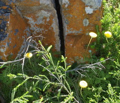 Cotula discolor