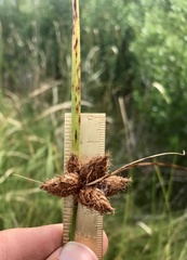 Bolboschoenus robustus