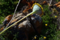Cotula discolor