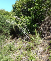 Gasteria acinacifolia