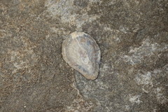 Scutellastra cochlear