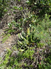 Gasteria acinacifolia
