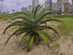 Aloe thraskii