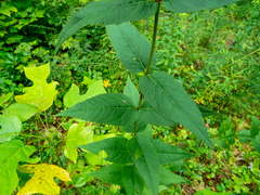Eupatorium godfreyanum